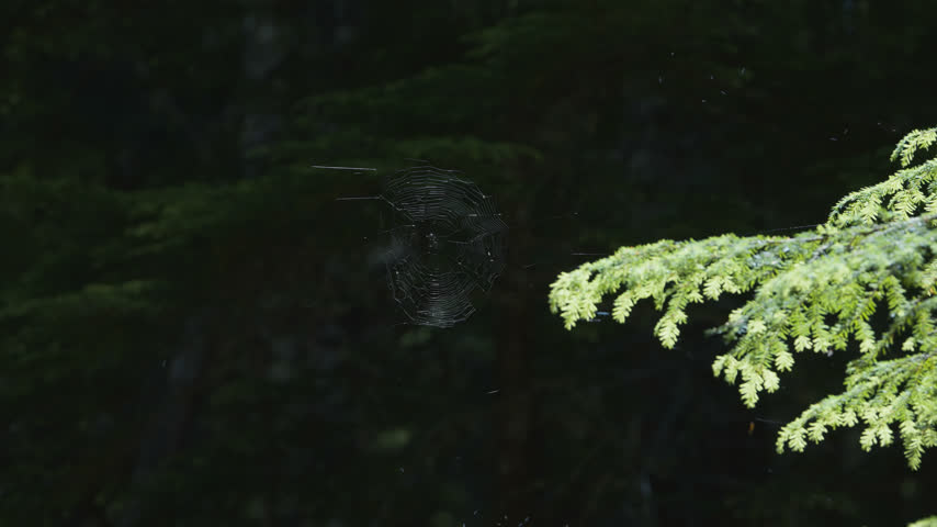 Delicate spider web hangs beside sunlit evergreen branch in forest near Mirror Lake