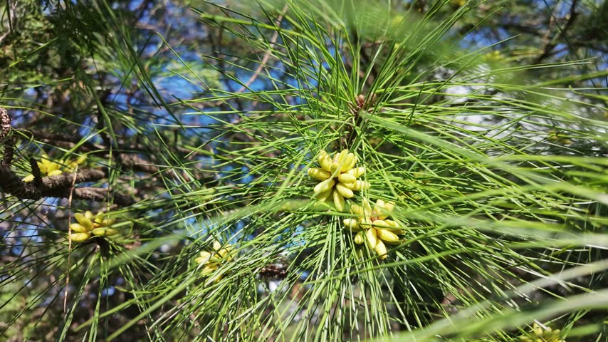 Yellow male pine cones cluster among long green needles on a sunny branch.