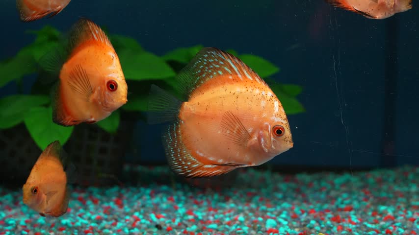 Discus fish in the aquarium.