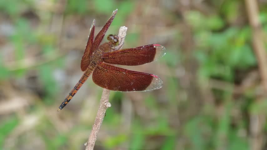 Red Dragonfly Perched on Branch Close Up Macro Shot