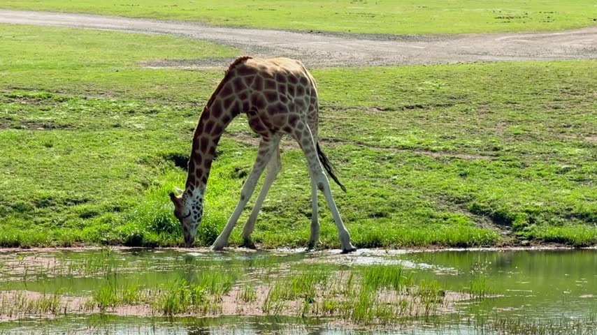 Giraffe Drinking Water Near Small Pond In Grassland Habitat