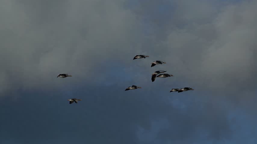 A group of wild geese in flight, their wings spread as they navigate through atmospheric clouds and blue sky