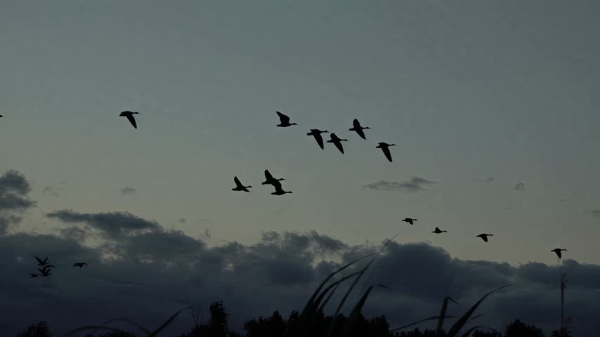 Silhouettes of numerous birds in flight against a dusky sky, seen through tall reeds, evoking a sense of natural freedom and migration