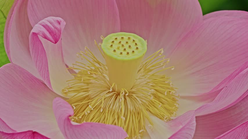 Delicate golden filaments fan outward beneath a smooth pale green seed pod, nestled within soft pink petals in this detailed macro view.