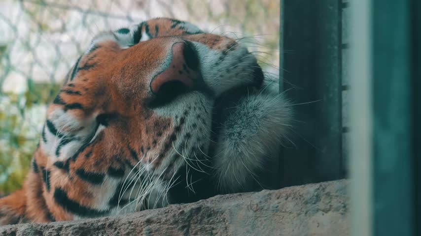 A tiger sleeps peacefully with its face resting inside a Michigan enclosure