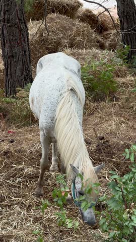Rear and three-quarter views of light gray speckled horse moving slowly in woodland clearing, lowering head to graze through dry straw among low shrubs, with horse, grazing, hay, straw detail