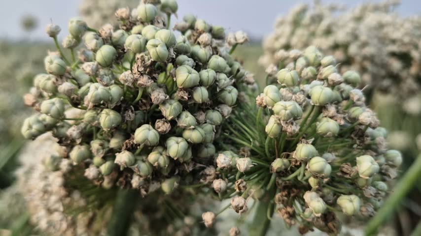 A detailed macro close-up shot capturing green onion seed pods and developing seeds forming inside flower umbels. The video highlights onion seed production, crop maturation stages, organic vegetable breeding, natural outdoor daylight, botanical seed capsule details, agricultural research, and sustainable farming practices.