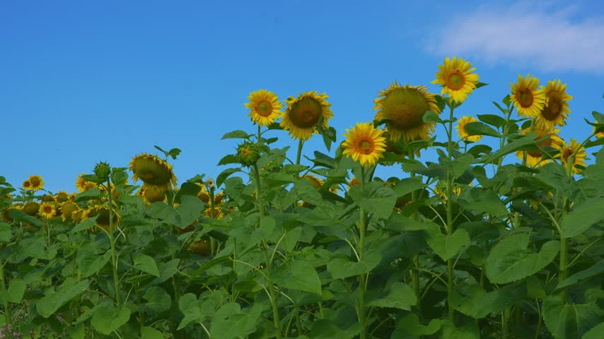 Sunflowers field under blue sky, Nature summer landscape. Field of flowering sunflowers, agricultural 4k video.