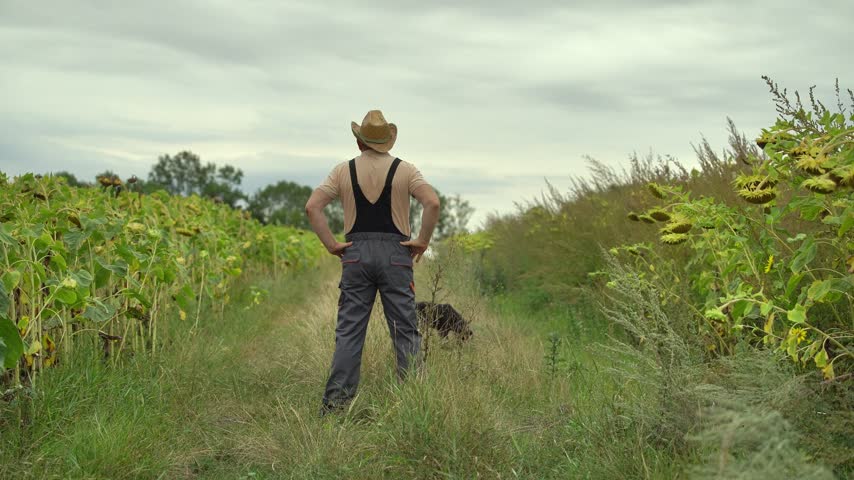 Farmer gestures wide in sunflower field, standing with hands raised and focused expression in rustic, documentary style. Male worker and black dog move through tall grass beside rows of green plants.