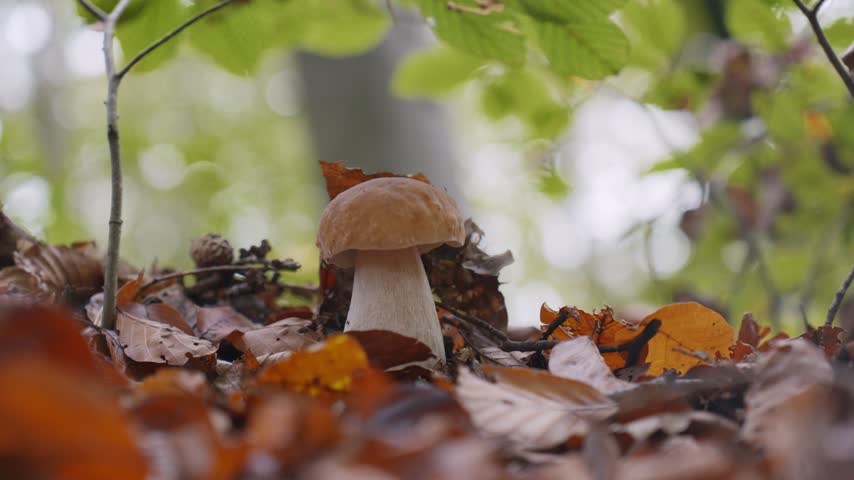 Close-up shot of a man handpicking a boletus mushroom from a leafy forest floor in Slovenia. Rich autumn tones, soft natural light, and shallow depth of field create an intimate, earthy mood.