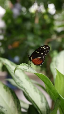 Black and Orange Tropical Butterfly Resting on a Variegated Green Leaf