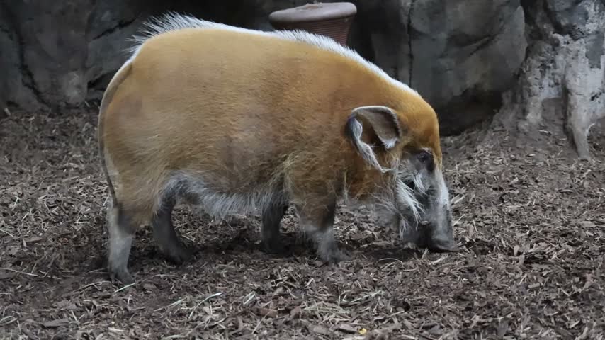 Red River Hog Standing in a Rocky Zoo Habitat