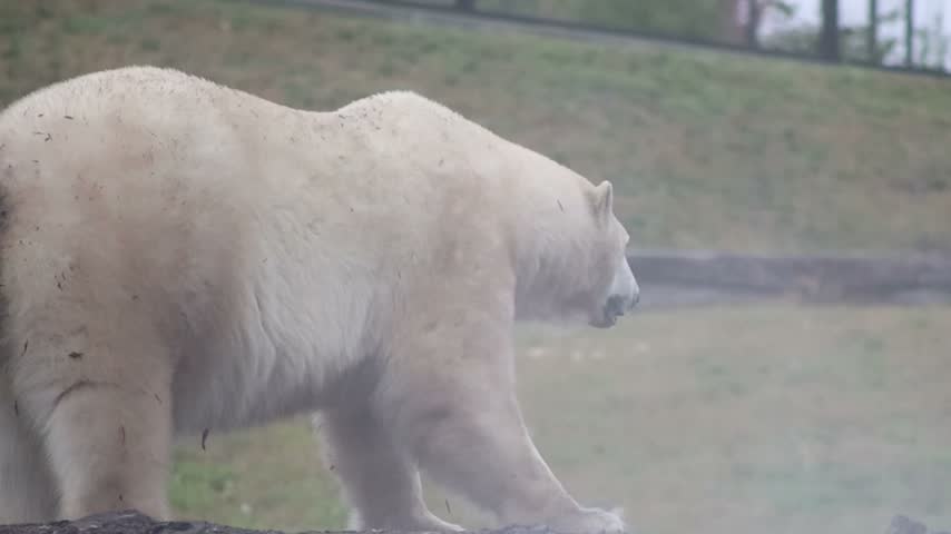 Polar Bear Walking Across a Grassy Zoo Enclosure
