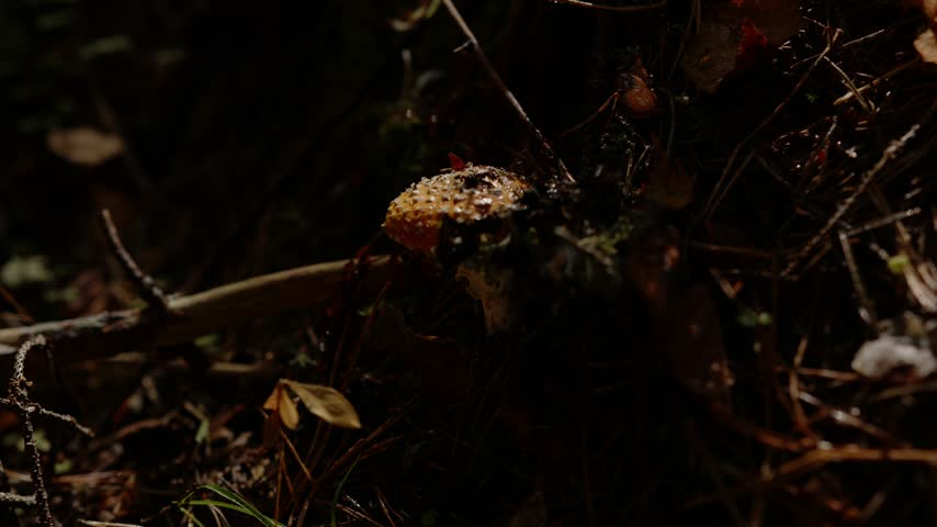 Red fly agaric mushroom growing on forest floor