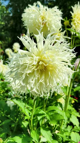 White Spider Cactus Dahlia in Full Bloom in Garden
