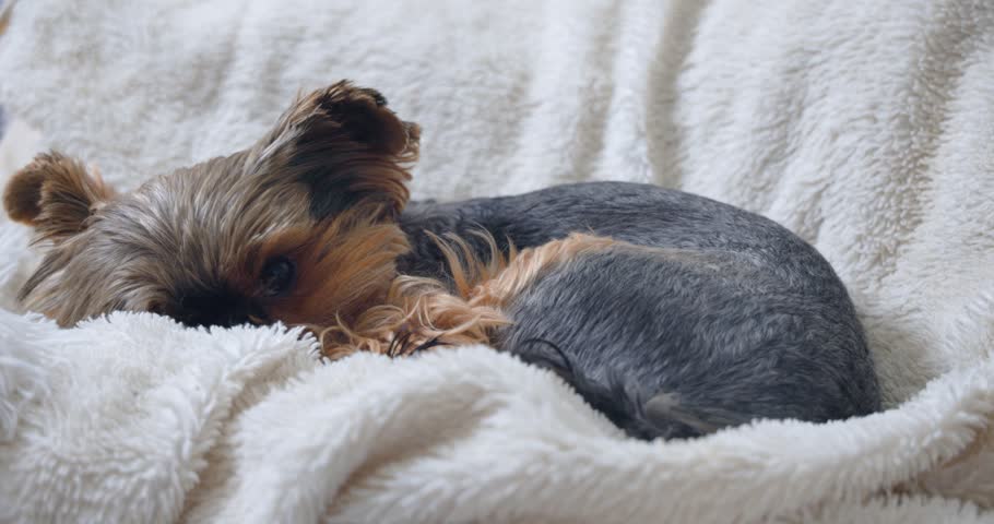 Yorkshire terrier is wags its tail and then hides
