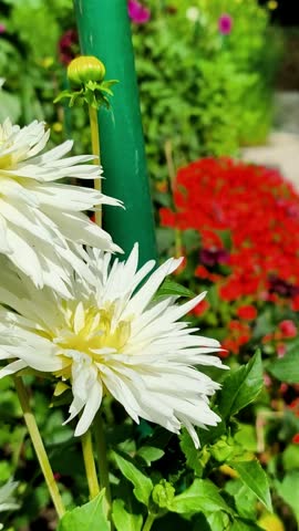 White Dahlias with Yellow Centers Against Red Flower Background