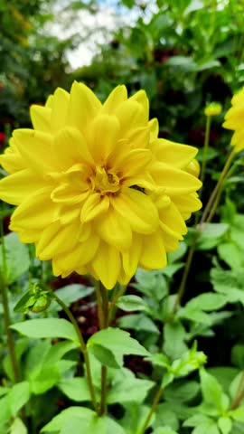 Bright Yellow Dahlia in Full Bloom in Garden
