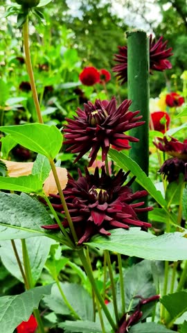 Dark Burgundy Spiky Dahlias Blooming in Colorful Garden