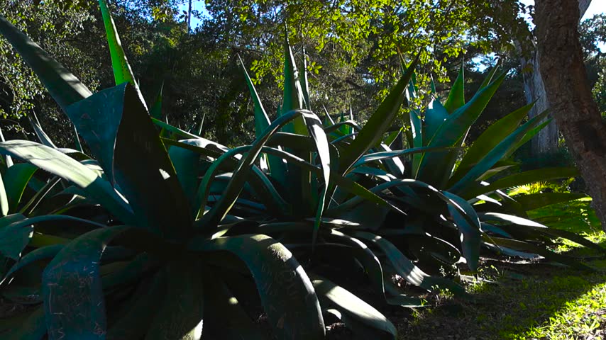 Lush green Agave americana plants, also known as century plants, growing in the gardens of the Palace of Monserrate in Sintra, Portugal, with sunlight casting shadows across their large leaves