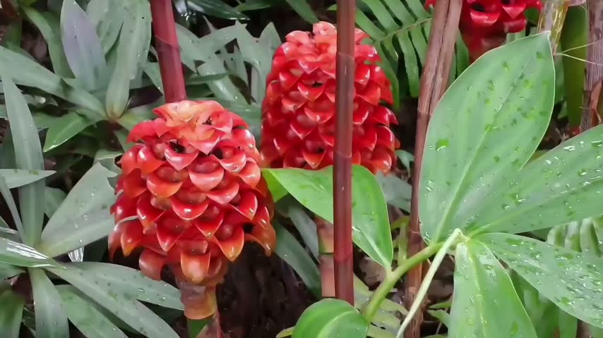 Close up slow zooming in footage to beautiful Indonesian wax ginger (Tapeinochilos ananassae) flowers. The vibrant red blooming plant sways gently under a soft wind, revealing detailed textures of tropical flora in a rainforest garden. High quality Full HD video.