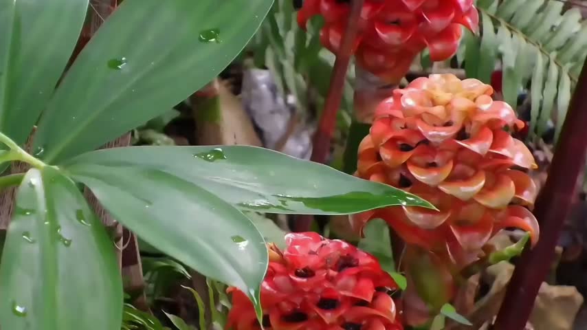 Macro close up slow panning right footage of an Indonesian wax ginger (Tapeinochilos ananassae) plant. The vibrant red and orange flowers with fresh green foliage sway slightly under a gentle wind in a tropical botanical garden. High quality Full HD video.