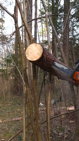 Close up of a power tool cutting through a tree trunk in the middle of a dense forest during daylight, with sawdust flying around as the blade saws through the fresh wood