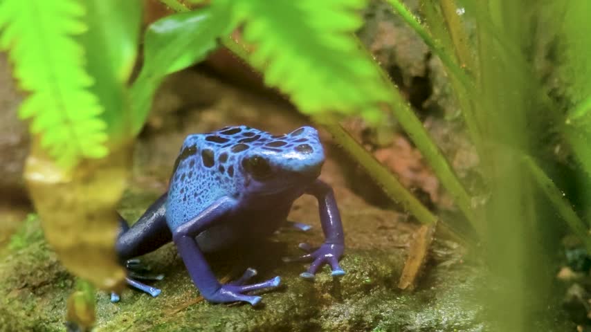 Close up view of a blue and black poison dart frog sitting on a rock and looking around