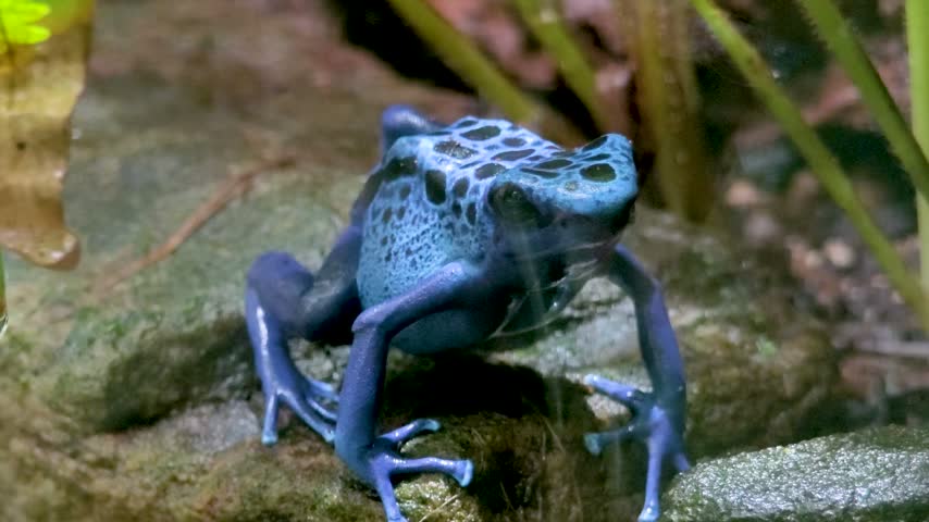 Close up view of a blue and black poison dart frog sitting on a rock and looking around