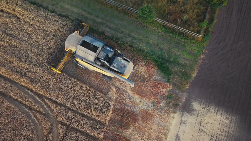Golden field stretches beneath a harvester