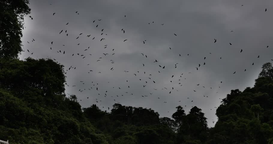 A large flock of bats flying out from the cave over a dark mountain silhouette forest during dusk under the overcast grey sky.