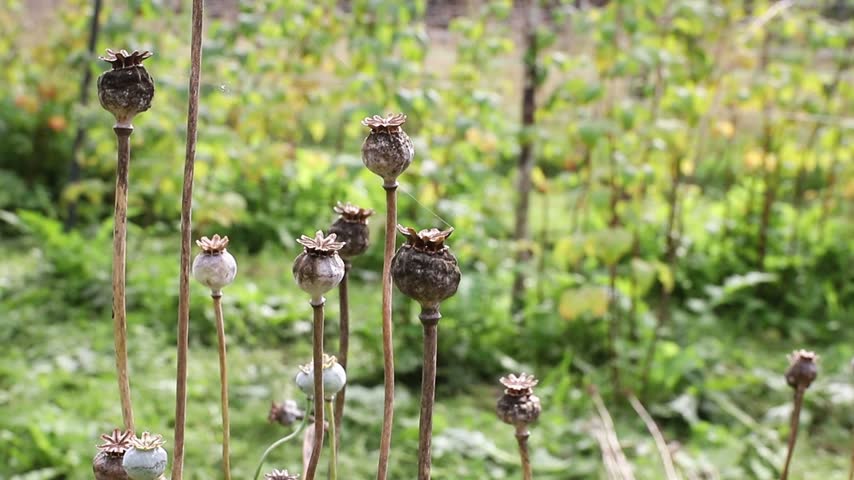 Close-up of a woman’s hands collecting poppy seeds (Papaver somniferum, breadseed poppy) from her garden bed in autumn. She gently shakes the seeds out of the round poppy seed pod.