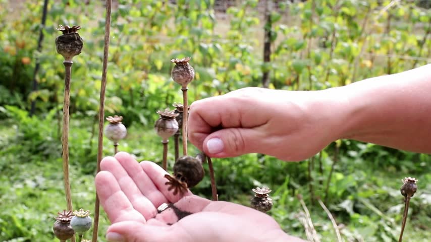 Close-up of a woman’s hands collecting poppy seeds (Papaver somniferum, breadseed poppy) from her garden bed in autumn. She gently shakes the seeds out of the round poppy seed pod.