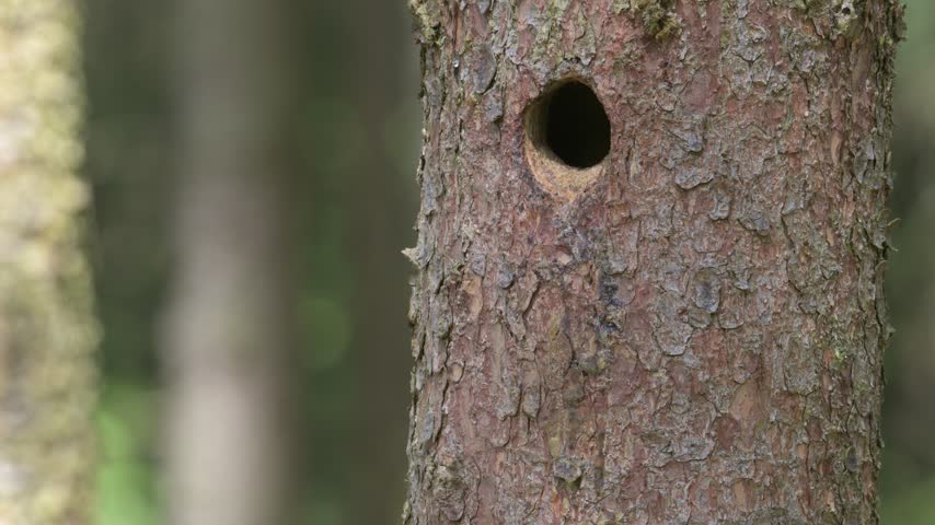 Great spotted woodpecker male feeding chicks at the nest hole in stem