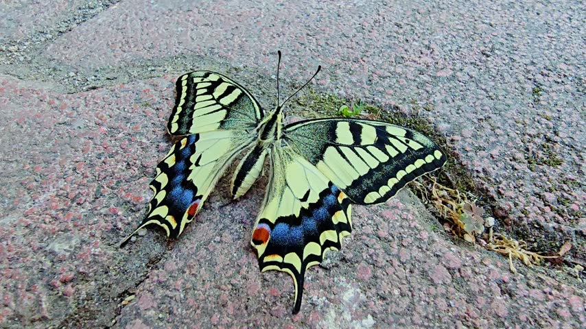 Old World swallowtail butterfly, Papilio machaon, resting with fully spread wings on a textured outdoor surface. Detailed macro view highlighting its yellow and black wing pattern, blue markings and red spots