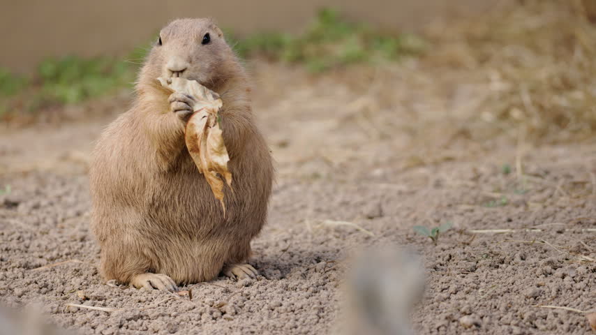 Alert prairie dog stands upright on sandy ground beside a dried leaf, looking around.