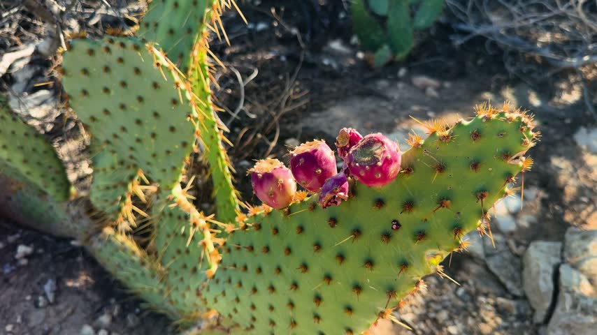 Close up of prickly pear fruits growing on an Opuntia cactus in nature. . High quality 4k footage