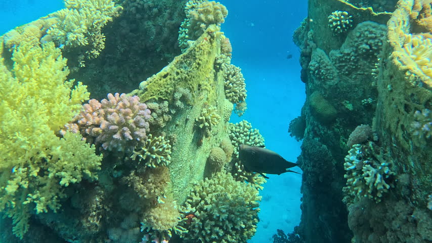 Redmouth Grouper Approaches Coral on Sea Stanchion Then Turns Away