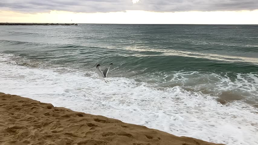 A slow motion video of a bird flying low over the sea along a sandy beach in Barcelona, Spain, on an overcast day. It shows the bird gliding just above the breaking white surf while grey-green waves roll onto the wet sand in the foreground. Beyond the waves, a stone breakwater and a few swimmers dot the sea under a heavy, cloud-filled sky with a faint break of light on the horizon. Slowed down, the wingbeats and the rolling foam move gently across the frame. The moody grey light gives the beach a calm, wintry feel.