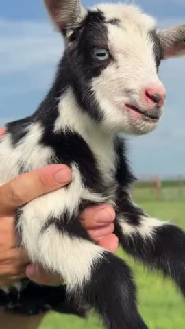 Close-up of an adorable black and white baby goat with blue eyes making natural bleating sounds on a farm