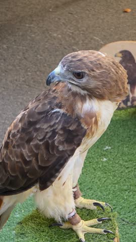 Close-up portrait of a red-tailed hawk (Buteo jamaicensis) perching on a falconry block outdoors. Close-up shot of a majestic bird of prey with brown eyes and sharp talons looking around in slow motion.