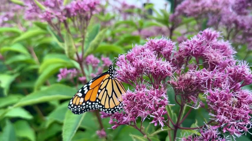 A vibrant monarch butterfly sits on pink joe-pye weed flowers, drinking nectar and gently moving its wings. Beautiful wildlife and botanical macro background in a summer garden.