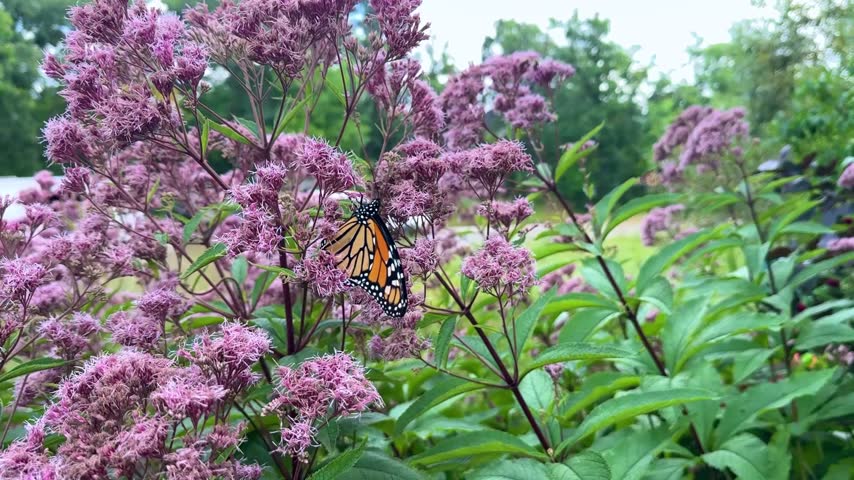 A vibrant monarch butterfly sits on pink joe-pye weed flowers, drinking nectar and gently moving its wings. Beautiful wildlife and botanical macro background in a summer garden.