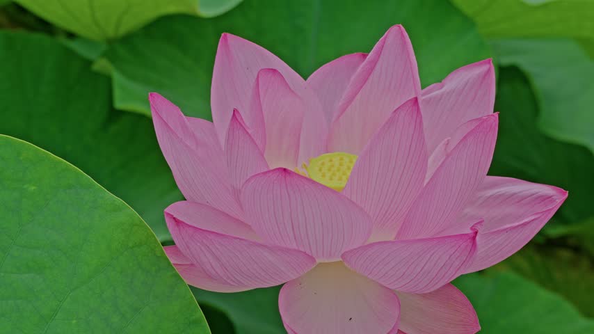 Wide-spread pink petals surround a gentle yellow tint at the flower