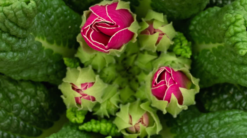 Time lapse blooming Primrose (Primula vulgaris) flowers