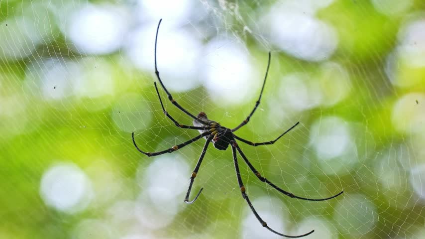 Tight macro static shot focusing on the yellow-banded joints, long black legs, and ventral markings of a golden orb-weaver spider anchored in its web.