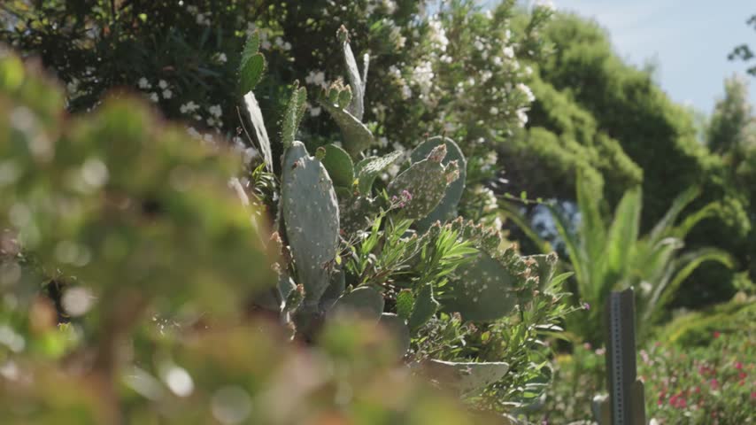 Close up view of prickly pear cactus and green succulents in Southern California nature park