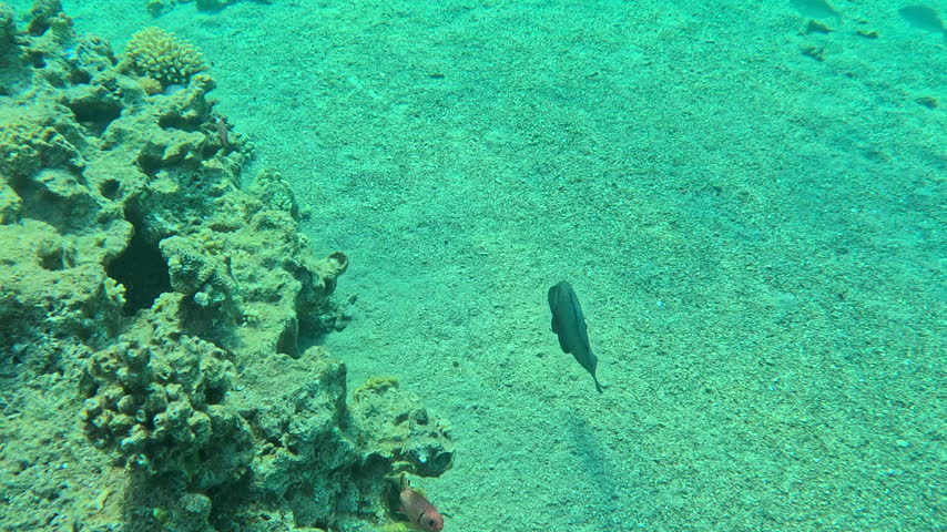 Redmouth Grouper Takes Off From Reef Into Open Sea