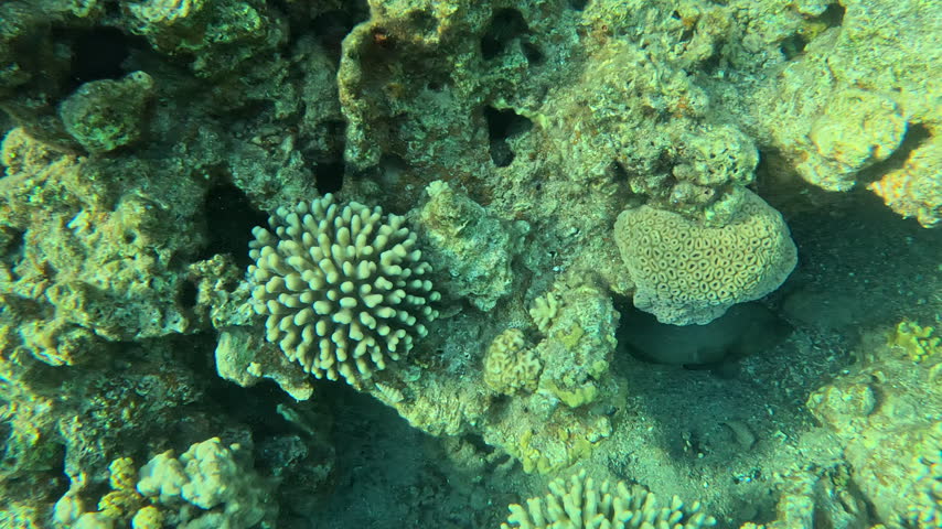 Redmouth Grouper Sheltering Under Coral on the Reef