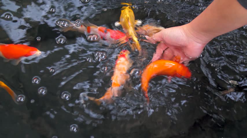 A hand of people is dipping into the water to play with koi fish in the pond